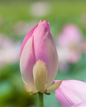 Lotus flower and Lotus flower plants in southern Vietnam.