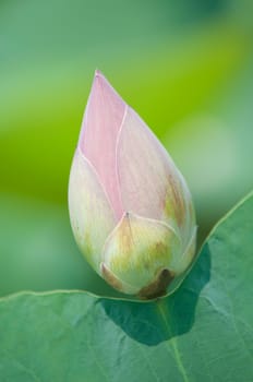 Lotus flower and Lotus flower plants in southern Vietnam.