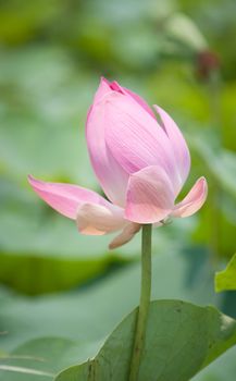 Lotus flower and Lotus flower plants in southern Vietnam.