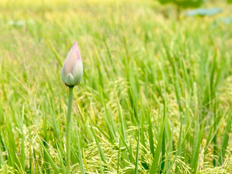 Lotus flower and Lotus flower plants in southern Vietnam.