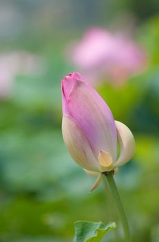 Lotus flower and Lotus flower plants in southern Vietnam.