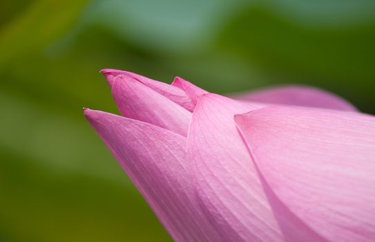 Lotus flower and Lotus flower plants in southern Vietnam.