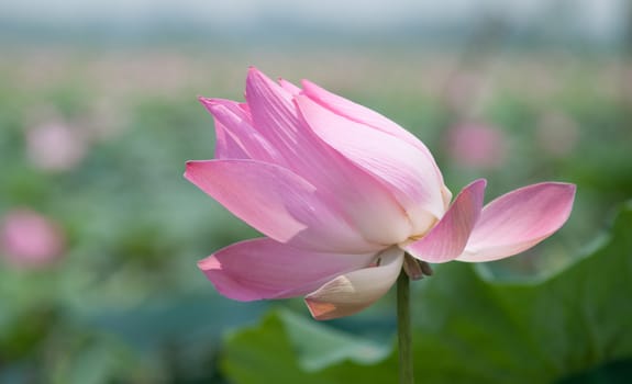 Lotus flower and Lotus flower plants in southern Vietnam.