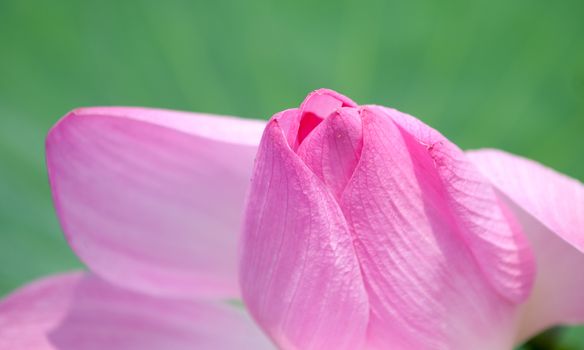 Lotus flower and Lotus flower plants in southern Vietnam.