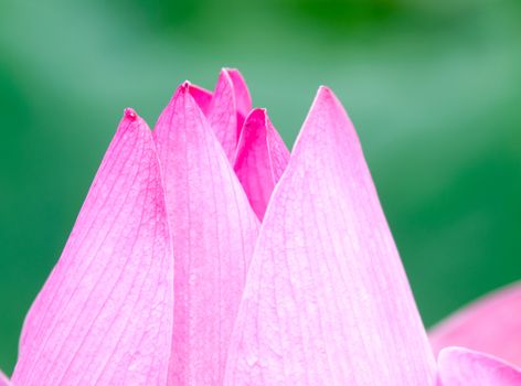 Lotus flower and Lotus flower plants in southern Vietnam.