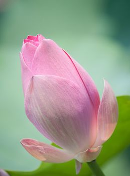 Lotus flower and Lotus flower plants in southern Vietnam.