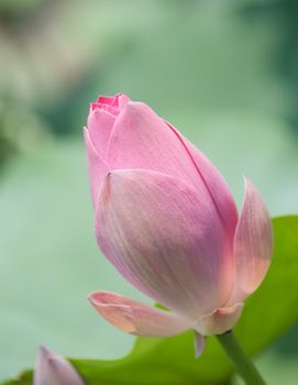 Lotus flower and Lotus flower plants in southern Vietnam.