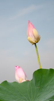 Lotus flower and Lotus flower plants in southern Vietnam.