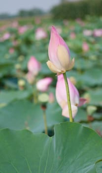 Lotus flower and Lotus flower plants in southern Vietnam.