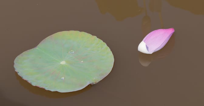 Lotus flower petals with green leaves on the pond in southern Vietnam.