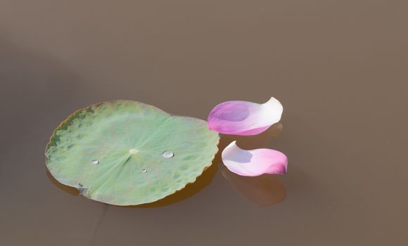 Lotus flower petals with green leaves on the pond in southern Vietnam.