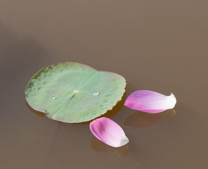 Lotus flower petals with green leaves on the pond in southern Vietnam.