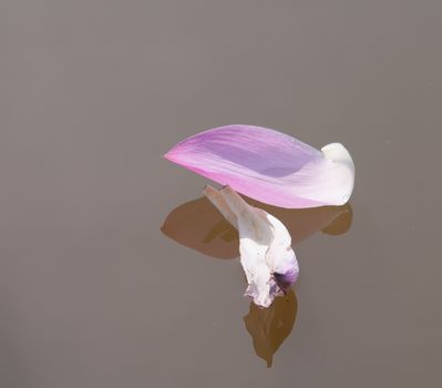 Lotus flower petals on the pond in southern Vietnam.