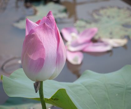 Lotus flower and Lotus flower plants in southern Vietnam.