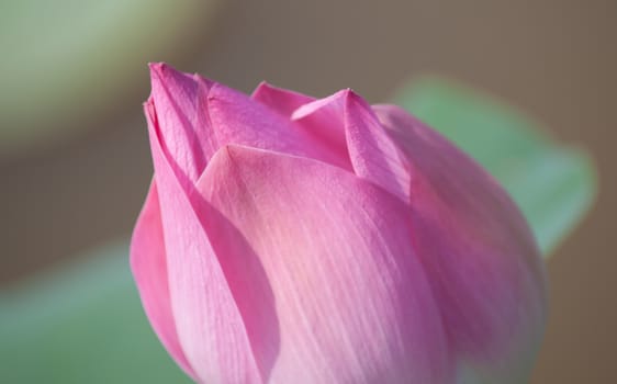 Lotus flower and Lotus flower plants in southern Vietnam.