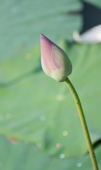 Lotus flower and Lotus flower plants in southern Vietnam.