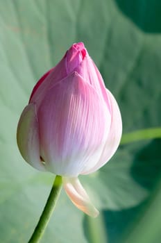 Lotus flower and Lotus flower plants in southern Vietnam.