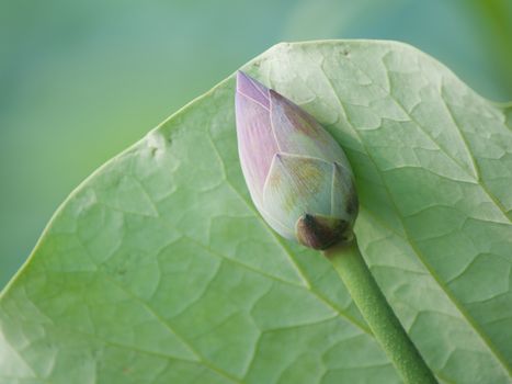 Lotus flower and Lotus flower plants in southern Vietnam.