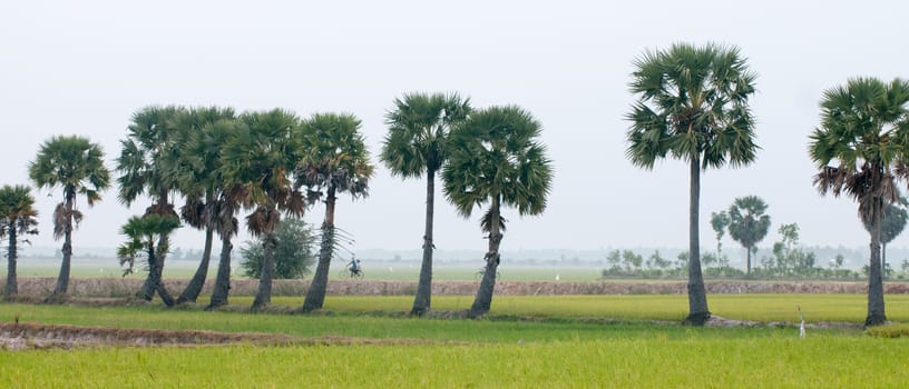 Palm trees on paddy rice field in An Giang province, Mekong Delta, southern Vietnam.