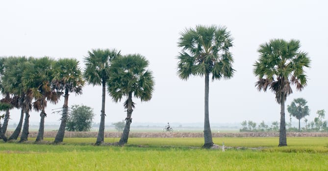 Palm trees on paddy rice field in An Giang province, Mekong Delta, southern Vietnam.