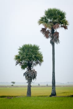 Palm trees on paddy rice field in An Giang province, Mekong Delta, southern Vietnam.