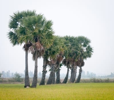 Palm trees on paddy rice field in An Giang province, Mekong Delta, southern Vietnam.