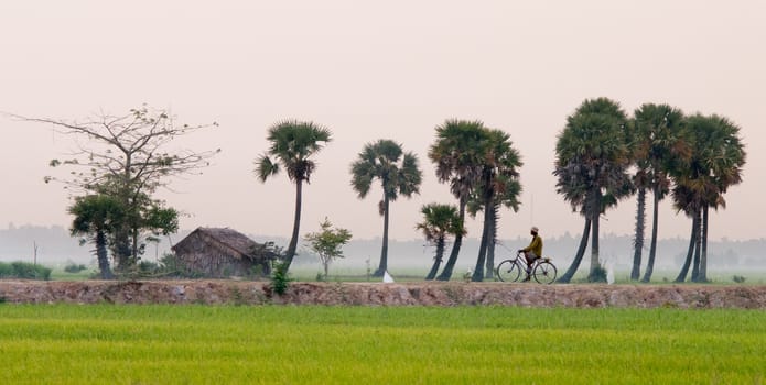 Palm trees on paddy rice field in An Giang province, Mekong Delta, southern Vietnam.