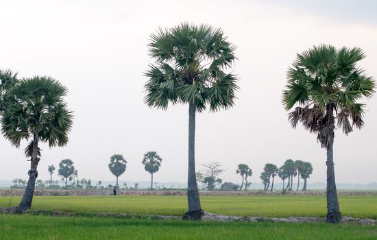 Palm trees on paddy rice field in An Giang province, Mekong Delta, southern Vietnam.