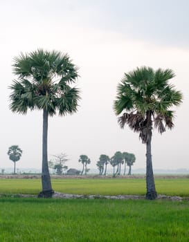 Palm trees on paddy rice field in An Giang province, Mekong Delta, southern Vietnam.