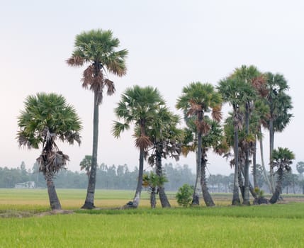 Palm trees on paddy rice field in An Giang province, Mekong Delta, southern Vietnam.