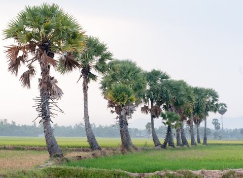 Palm trees on paddy rice field in An Giang province, Mekong Delta, southern Vietnam.