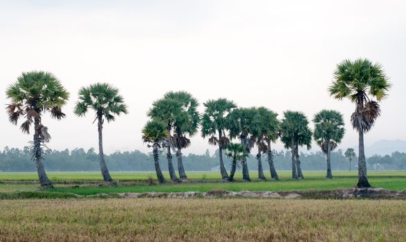 Palm trees on paddy rice field in An Giang province, Mekong Delta, southern Vietnam.