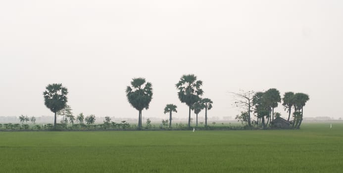 Palm trees on paddy rice field in An Giang province, Mekong Delta, southern Vietnam.