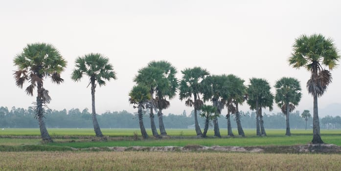 Palm trees on paddy rice field in An Giang province, Mekong Delta, southern Vietnam.