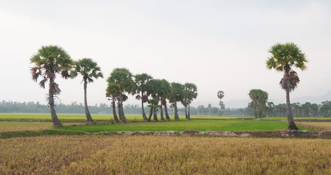 Palm trees on paddy rice field in An Giang province, Mekong Delta, southern Vietnam.