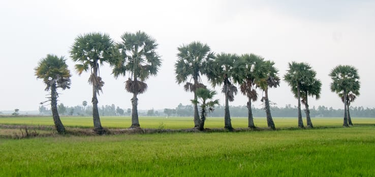 Palm trees on paddy rice field in An Giang province, Mekong Delta, southern Vietnam.