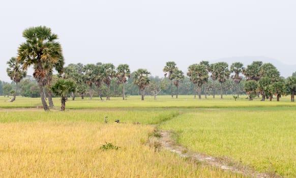 Palm trees on paddy rice field in An Giang province, Mekong Delta, southern Vietnam.