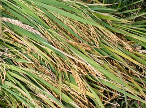 Rice to harvest on the field in Mekong Delta, Vietnam.