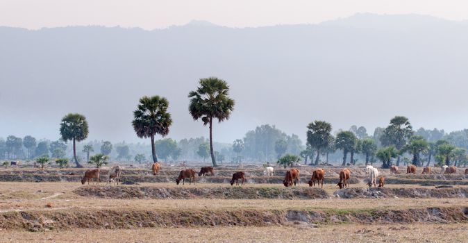 Cows going home in the dust at the end of day, Vietnam and Cambodia border, Mekong Delta, An Giang Province, Vietnam.