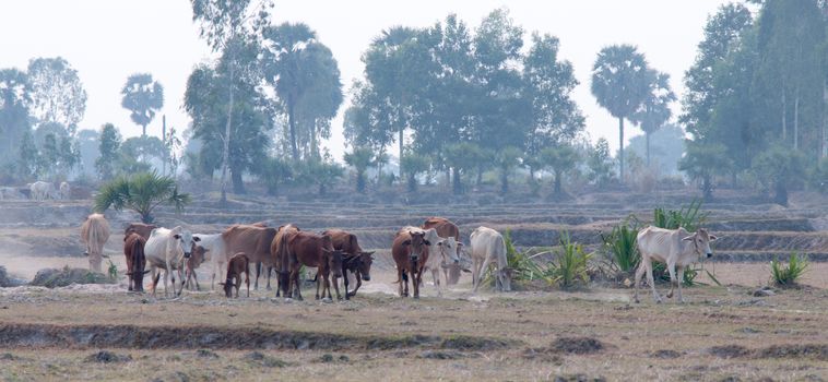 Cows going home in the dust at the end of day, Vietnam and Cambodia border, Mekong Delta, An Giang Province, Vietnam.