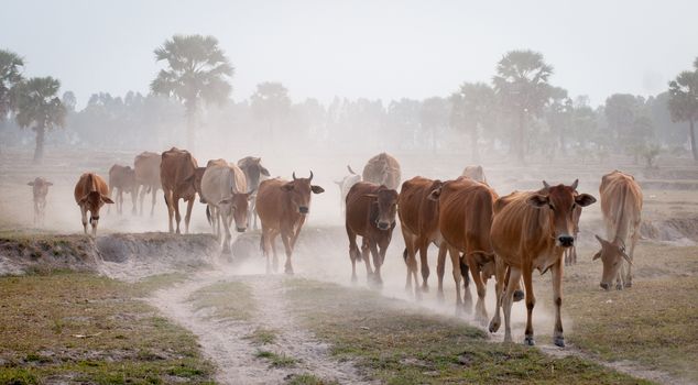 Cows going home in the dust at the end of day, Vietnam and Cambodia border, Mekong Delta, An Giang Province, Vietnam.