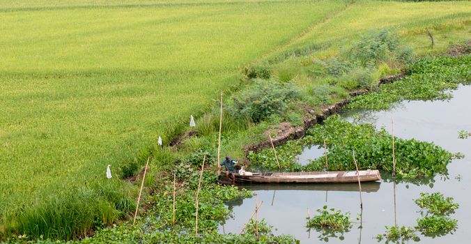 Mekong Delta, Vietnam - Mar 13, 2011. A man sitting on small boat, harvesting vegetables on river in Mekong Delta, southern Vietnam.