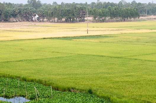 Paddy rice field in An Giang province, Mekong Delta, southern Vietnam.