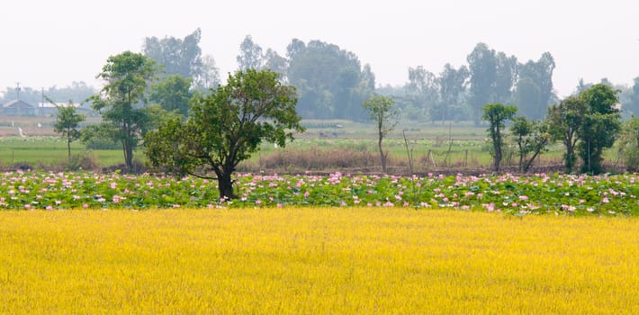 Lotus fields in Dong Thap, Mekong Delta, Vietnam