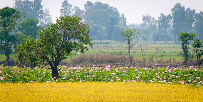 Lotus fields in Dong Thap, Mekong Delta, Vietnam