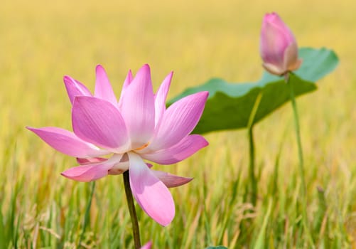 Lotus flower and Lotus flower plants in southern Vietnam.