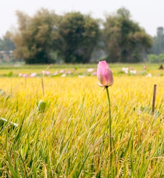 Lotus flower and Lotus flower plants in southern Vietnam.