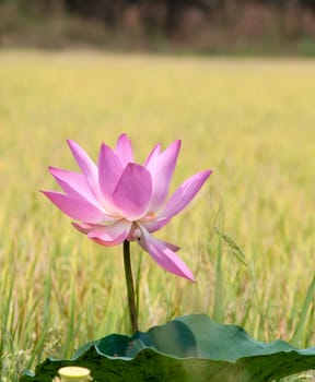 Lotus flower and Lotus flower plants in southern Vietnam.