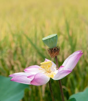 Lotus flower and Lotus flower plants in southern Vietnam.