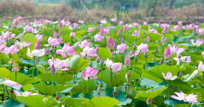 Lotus fields in Dong Thap, Mekong Delta, Vietnam